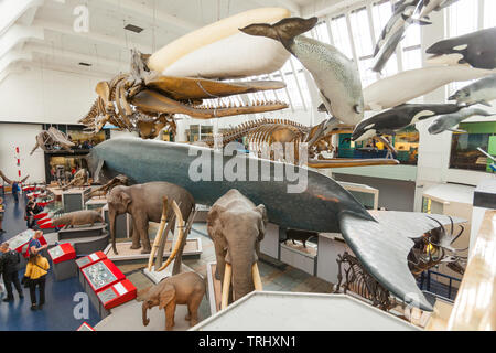 Säugetier Sammlungen, National History Museum, London, England, Großbritannien Stockfoto