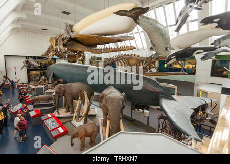 Säugetier Sammlungen, National History Museum, London, England, Großbritannien Stockfoto