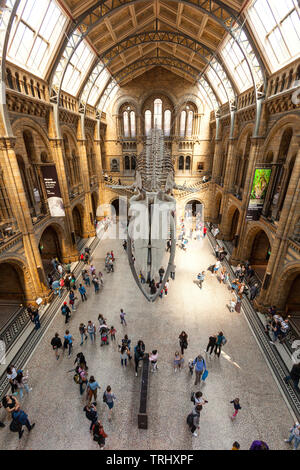 Hoffe die riesigen Blauwal Skelett, Balaenoptera musculus hängen von der Decke in die Hintze Hall, National History Museum, London, England, Großbritannien Stockfoto