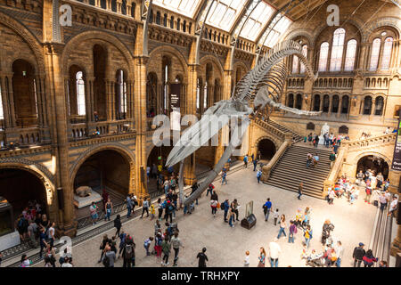 Hoffe die riesigen Blauwal Skelett, Balaenoptera musculus hängen von der Decke in die Hintze Hall, National History Museum, London, England, Großbritannien Stockfoto