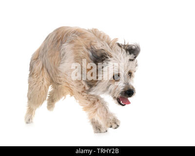 Pyrenäen Schäferhund vor weißem Hintergrund Stockfoto