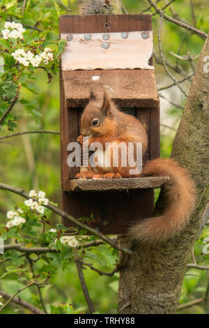 Eichhörnchen (Sciurus vulgaris) Stillen im eine Erdnuss Feeder, die entworfen sind, um sie zu fördern. Stockfoto