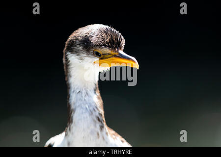 Ein wenig Pied Cormorant, im Sonnenschein. Stockfoto