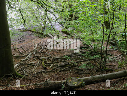 Holz, Zweige und andere Holz gewaschen nachgelagerten Ausbreiten von River Bank im Frühjahr nach dem Wasserstand auf dem Fluss Bann reduziert auf normalem Niveau. Stockfoto