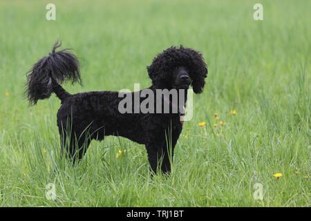 Eine schwarze Curly Coated portugiesischen Wasserhund stehend in ein grünes Feld im Sommer Stockfoto