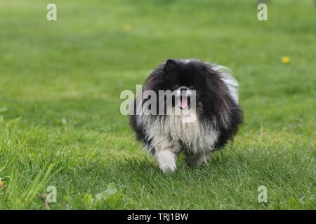 Eine braune und weiße pomeranian Hund genießen ein laufen ohne Leine im Bereich der grünen Gras im Sommer Stockfoto