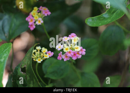 Blumen sprießen unter einer überdachung der Bäume. Stockfoto