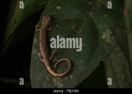 Nauta salamander (Bolitoglossa altamazonica) aus dem Amazonas Dschungel in Yasuni, Ecuador. Diese salamander Jagd auf der Oberfläche der Blätter in der Nacht. Stockfoto