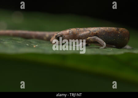 Nauta salamander (Bolitoglossa altamazonica) aus dem Amazonas Dschungel in Yasuni, Ecuador. Diese salamander Jagd auf der Oberfläche der Blätter in der Nacht. Stockfoto