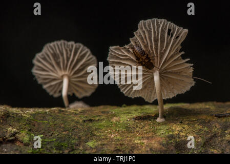 Ein paar kleine Pilze wachsen auf verrottendem Holz und mit einem kleinen Kakerlake auf einer von ihnen in der Amazonas Regenwald von Ecuador. Stockfoto