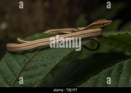 Der weinstock Schlange (Philodryas argentea, ehemals Oxybelis) vom Amazonas Dschungel, dies ist eine Schlange, stützt sich auf seine Tarnung verborgen zu bleiben. Stockfoto