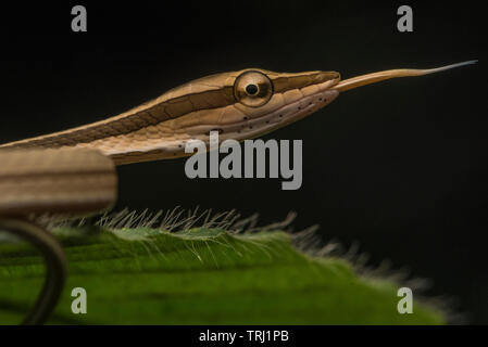 Der weinstock Schlange (Philodryas argentea, ehemals Oxybelis) vom Amazonas Dschungel, dies ist eine Schlange, stützt sich auf seine Tarnung verborgen zu bleiben. Stockfoto