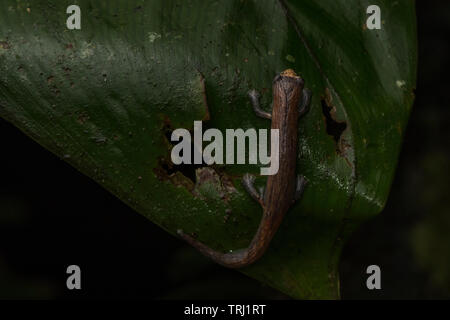 Nauta salamander (Bolitoglossa altamazonica) aus dem Amazonas Dschungel in Yasuni, Ecuador. Diese salamander Jagd auf der Oberfläche der Blätter in der Nacht. Stockfoto