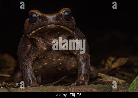 Der glattseitigen Kröte (Rhaebo guttatus) ist ein giftiges und große Arten in Amazonischen Tieflandregenwald gefunden. In Yasuni Nationalpark, Ecuador fotografiert. Stockfoto