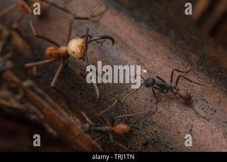 Armee Ameisen (Eciton burchellii) Schwarm durch den Wald, großen Soldaten Ameisen durch ihre riesigen Kiefer unterschieden werden können. Stockfoto