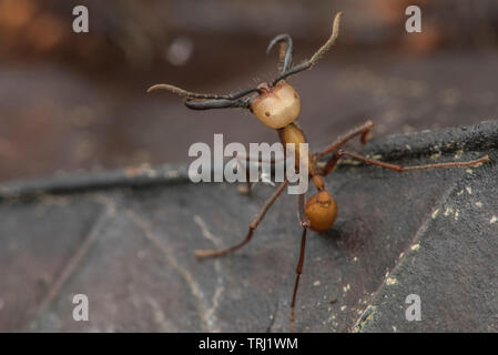 Armee Ameisen (Eciton burchellii) Schwarm durch den Wald, großen Soldaten Ameisen durch ihre riesigen Kiefer unterschieden werden können. Stockfoto