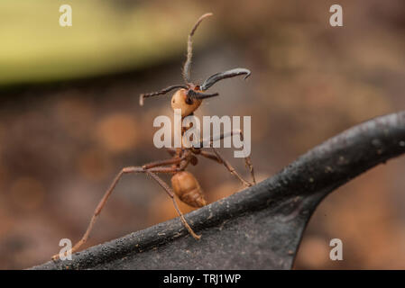 Armee Ameisen (Eciton burchellii) Schwarm durch den Wald, großen Soldaten Ameisen durch ihre riesigen Kiefer unterschieden werden können. Stockfoto