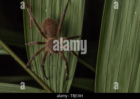 Brasilianische wandering Spinne wahrscheinlich Phoneutria fera, in Yasuni Nationalpark, Ecuador. Einer der wenigen gefährlichen medizinisch relevante Spinnen. Stockfoto