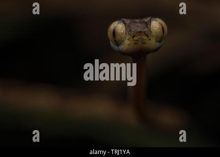 Ein Amazonas Becken tree snake (Imantodes lentiferus) aus Ecuador, diese arboreal Schlangen in der Nacht aktiv sind und einzigartige mit ihren übergroßen Augen. Stockfoto