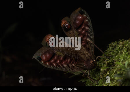 Pterochroza Ocellata, der Pfau katydid öffnet seine Flügel aus den hellen Farben unter, in der Hoffnung sie erschrecken ein Raubtier zu zeigen. Stockfoto