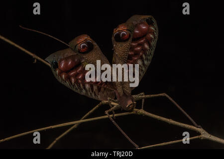 Pterochroza Ocellata, der Pfau katydid öffnet seine Flügel aus den hellen Farben unter, in der Hoffnung sie erschrecken ein Raubtier zu zeigen. Stockfoto