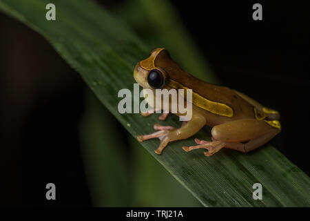 Ein Clown treefrog (Dendropsophus leucophyllatus) Aufruf von einem Grashalm in einem überfluteten Wald in Yasuni Nationalpark, Ecuador. Stockfoto