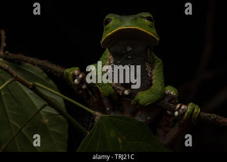 Phyllomedusa tarsius, der Tarsier leaf Frog aus Südamerika. Dieses war in den Yasuni Nationalpark fotografiert. Stockfoto