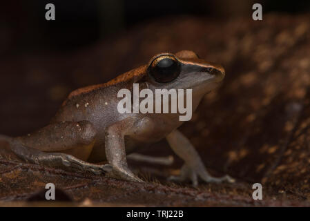 Pristimantis conspicillatus Ein kleiner Regen Frosch im Craugastoridae Familie. Der Regen Frösche sind die unterschiedlichsten Wirbeltiere Gattung auf der Erde. Stockfoto