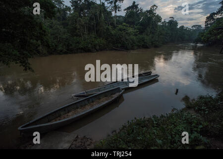 Mehrere Kanus Schwimmer im Wasser Der tiputini Fluss in den Urwald des Amazonas in Ecuador in den späten Nachmittag. Stockfoto