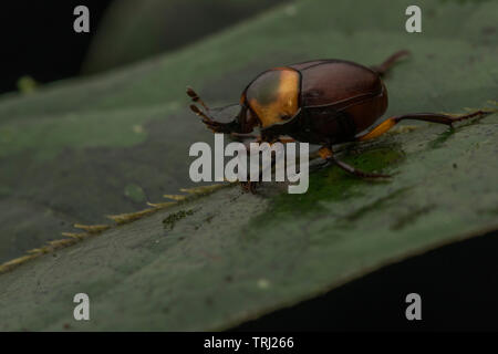 Ein mistkäfer auch Skarabäus Käfer aus dem Amazonas Regenwald in Ecuador genannt. Stockfoto