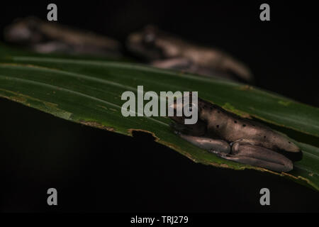 Neu metamorphed Osteocephalus sp. in der Amazonas Regenwald, verlassen Sie das Wasser und klettern in die Baumkronen. In Yasuni Nationalpark, Ecuador. Stockfoto