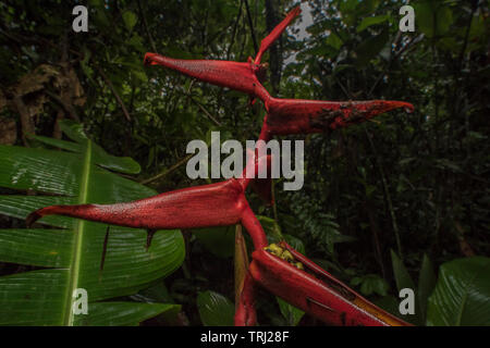 Heliconia Blüte im ecuadorianischen Regenwald des Amazonas, speziell im Dschungel bei Yasuni Nationalpark. Stockfoto