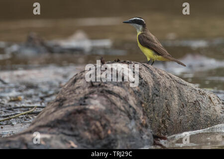 Eine soziale schopftyrann Vogel (Myiozetetes Imilis) auf einer schwimmenden Log in der ecuadorianischen Amazonas Regenwaldes thront. Stockfoto