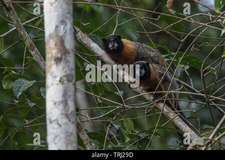 Ein paar Golden-mantled Tamarin (Saguinus tripartitus) aus dem Amazonas Dschungel in Yasuni Nationalpark, Ecuador. Stockfoto