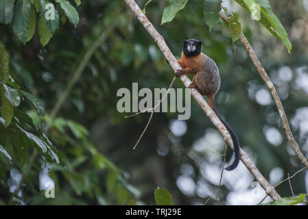 Eine Golden-mantled Tamarin (Saguinus tripartitus) von Yasuni Nationalpark in Ecuador. einen kleinen Affen Arten, die in den Amazonas Dschungel lebt. Stockfoto