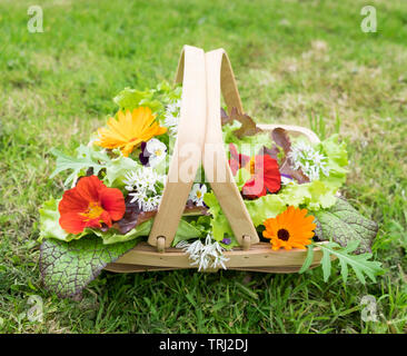 Ein Korb mit Salatblättern, roten und grünen Salat und essbare Blüten, frisch aus dem Garten geerntet Stockfoto