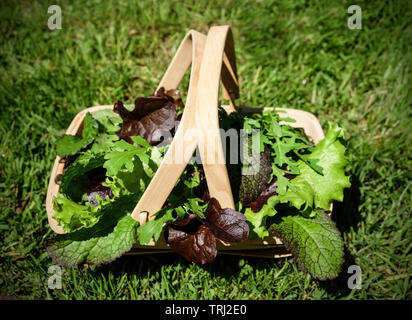 Ein Korb mit Salatblättern, roten und grünen Salat frisch aus dem Garten geerntet Stockfoto