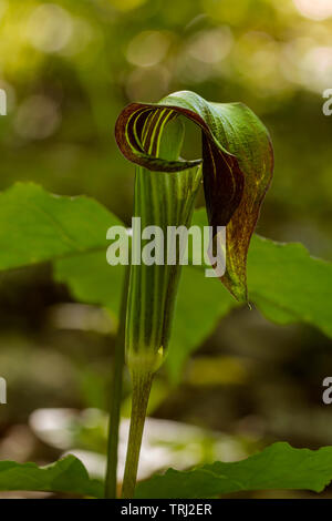 Ein Jack-in-the-Pulpit, Arisaema triphyllum, wachsen in einem bewaldeten Wald. Stockfoto