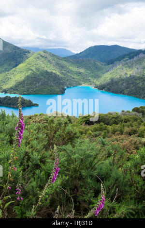 Ein Blick auf die Marlborough Sounds aus der Queen Charlotte Track, Südinsel, Neuseeland Stockfoto