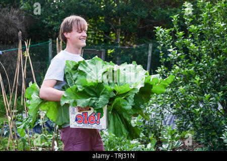 Ein Mann ernten Rhabarber in einem alten Obst, in England Stockfoto