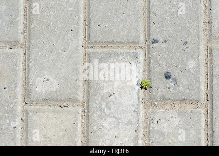 Graue Pflastersteine mit grünem Gras sprossen hautnah. Zusammenfassung Hintergrund Stockfoto