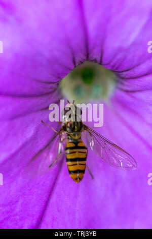 Marmalade hoverfly (lat. Episyrphus balteatus) auf Lila Blume Stockfoto