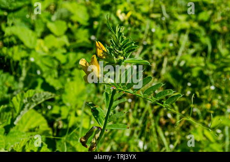 Blick auf einem Cluster von gelben Krone vetch, Vicia sativa oder coronilla Varia wildflower auf der Wiese, Lozen Berg, Bulgarien Stockfoto