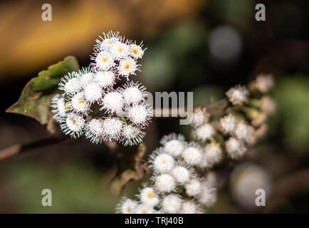 Wald weiße Blume viele mit verschwommenen Hintergrund Stockfoto