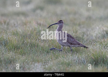 Eurasian Curlew/Großer Brachvogel (Numenius arquata) zu Fuß durch ein Tau nassen Wiese, seltene WADER, Wiese, Vogel, Tier, Europa. Stockfoto