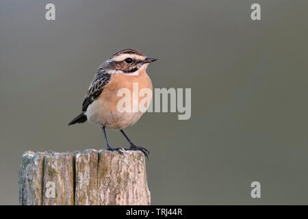 / Braunkehlchen Braunkehlchen (Saxicola rubetra) auf einem fencepost, männlich im schönen Zucht Kleid, typische Vogelarten der offenen Land, gefährdete thront, wildilf Stockfoto