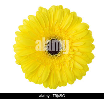 Die gerbera Blume der gelbe Farbe auf weißem Hintergrund. Stockfoto