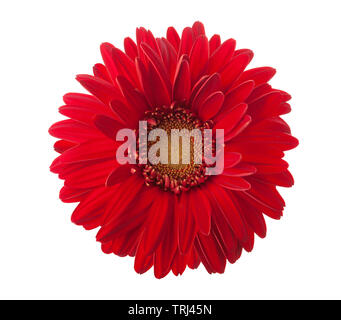 Leuchtend rote Gerbera Blume isoliert auf weißem Hintergrund. Stockfoto