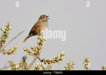 Heckenbraunelle Dunnock/(Phasianus colchicus), Song Bird, auf seabuckthorn gehockt, Singen im Frühling, umwerben, Wildlife, Europa. Stockfoto