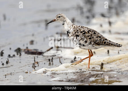 Ruff/Kampflaeufer (Philomachus pugnax), Migrant, der Suche nach Nahrung in flachen Gewässern, entlang der waschen Marge, Wildlife, Europa. Stockfoto